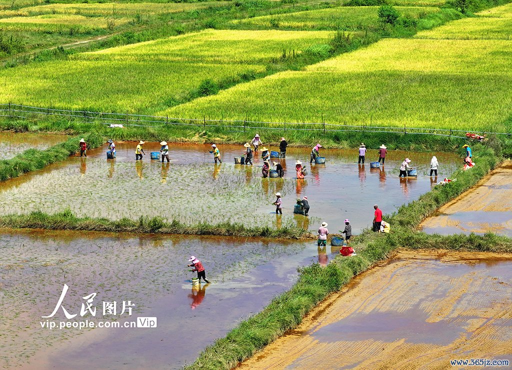 江西泰和：栽插晚稻
