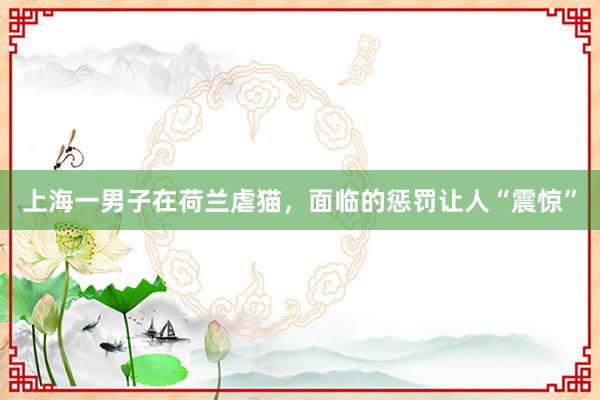 上海一男子在荷兰虐猫，面临的惩罚让人“震惊”